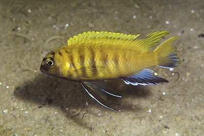 Tropheops sp. 'red fin' Hongi Island